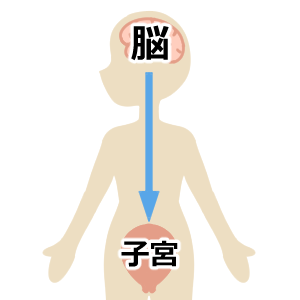 脳から妊娠に必要なホルモンが放出されています